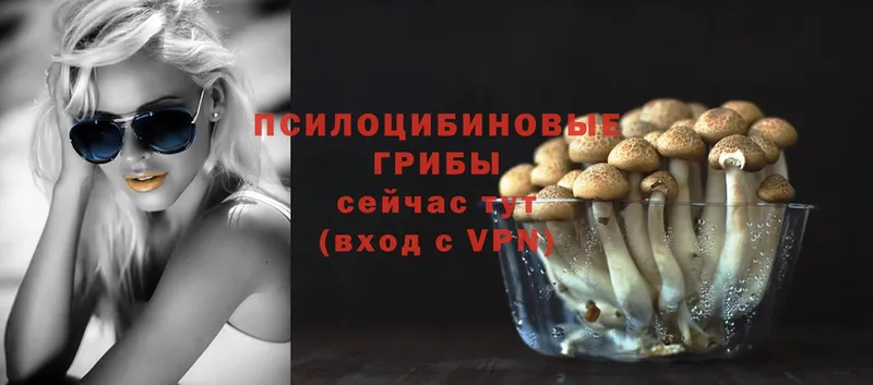 Псилоцибиновые грибы Psilocybe  где продают   Инсар 